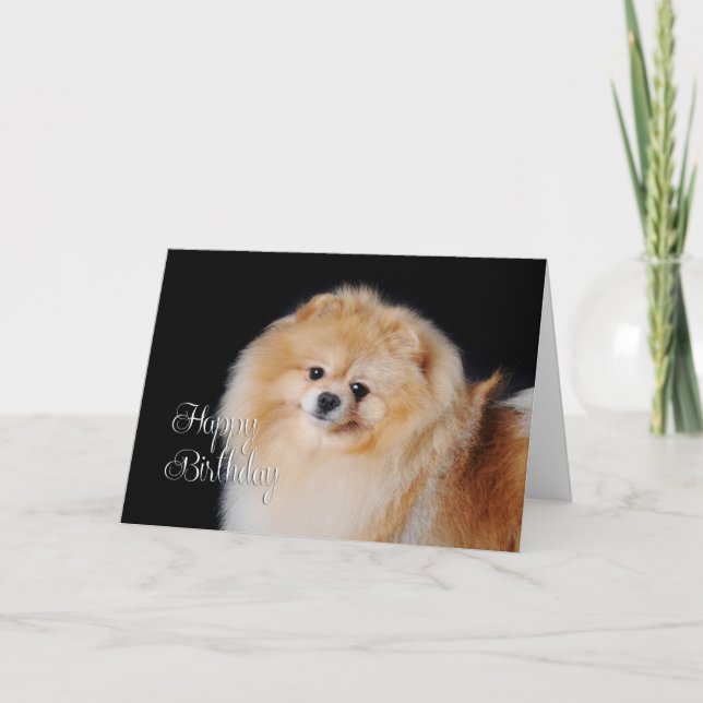 Pomeranian Birthday Card (Front)
