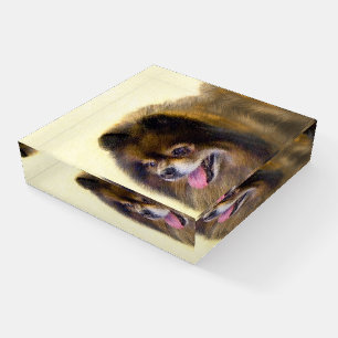 Pomeranian Black and Tan Painting Original Dog Art Paperweight