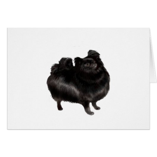 Pomeranian - black (stand) (Front Horizontal)