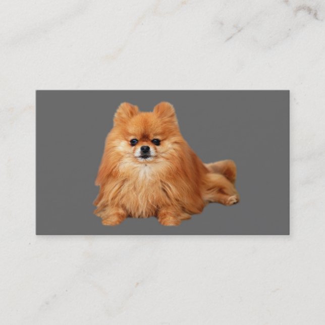 Pomeranian Breeder Business Card (Front)