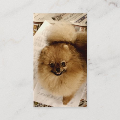 Pomeranian Business Cards