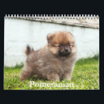 Pomeranian Calendar<br><div class="desc">A Calendar with 12 different pictures of Pomeranian</div>