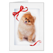 Pomeranian Christmas Card (Front)