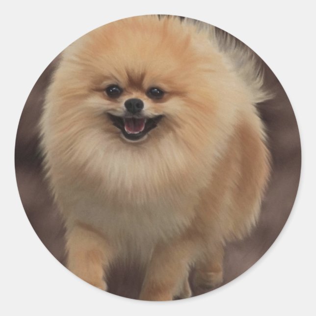 Pomeranian Classic Round Sticker (Front)