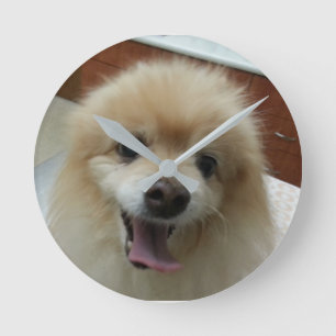 Pomeranian clock