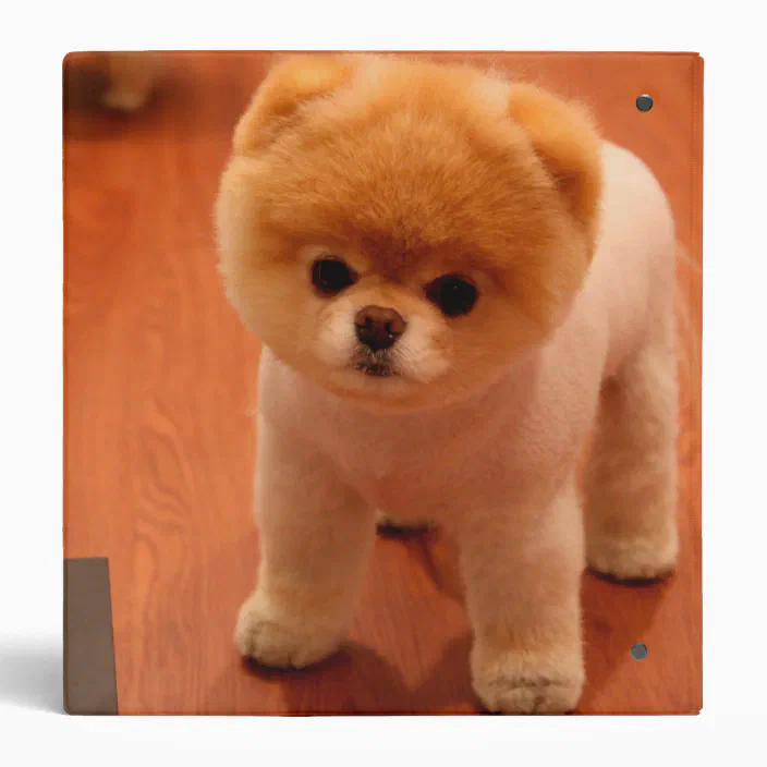 Pomeranian-cute puppies-spitz-pom dog-pom puppies binder Zazzle.com