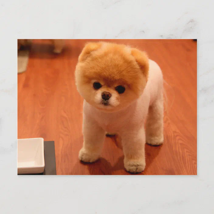 Pomeranian-cute puppies-spitz-pom dog-pom puppies postcard Zazzle.com