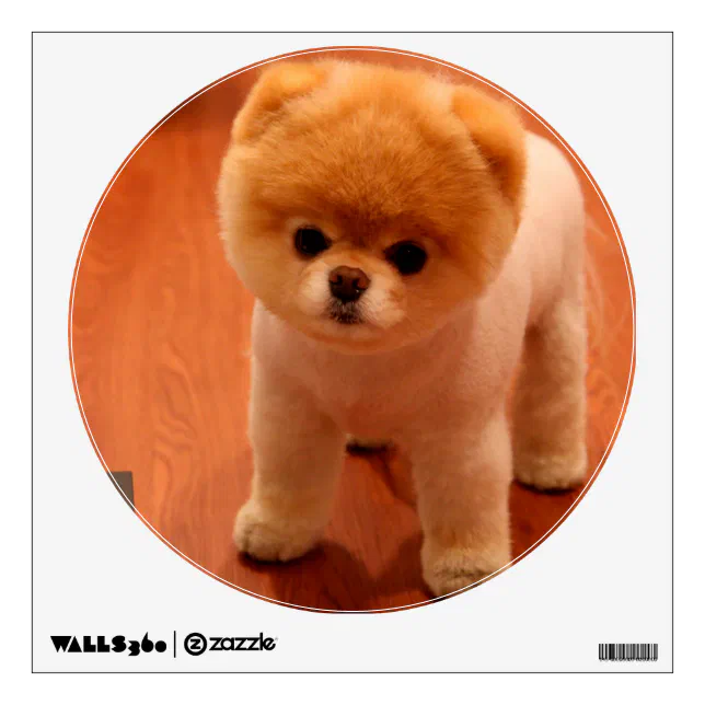 https://rlv.zcache.com/pomeranian_cute_puppies_spitz_pom_dog_pom_puppies_wall_sticker-r54d8f10be2a44280ac07346c1ab0ca9d_kou2n_8byvr_644.webp