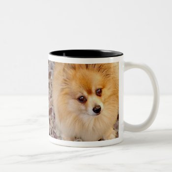 Pomeranian Dog Coffee Mug by sequindreams at Zazzle