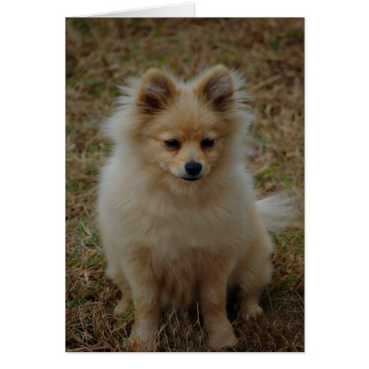 Pomeranian dog cute dog breed small dog toy dog (Front)