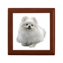 Pomeranian Dog
