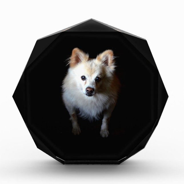 Pomeranian Dog in Dark Acrylic Award (Front)