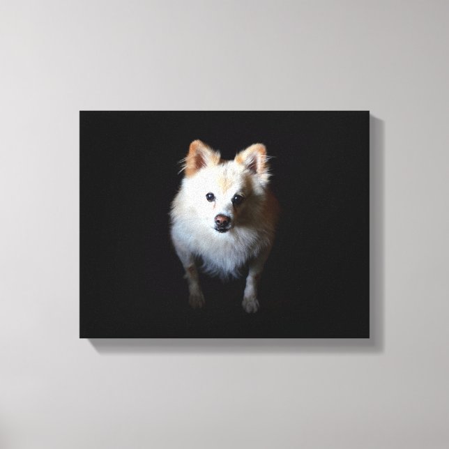 Pomeranian Dog in Dark Canvas Print (Front)