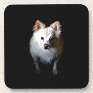 Pomeranian Dog in Dark Coaster