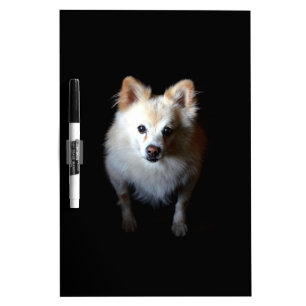Pomeranian Dog in Dark Dry Erase Board