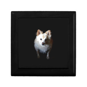 Pomeranian Dog in Dark Keepsake Box