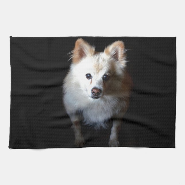 Pomeranian Dog in Dark Kitchen Towel (Horizontal)