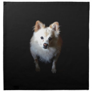 Pomeranian Dog in Dark Napkin