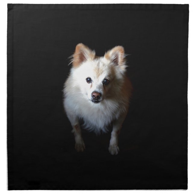 Pomeranian Dog in Dark Napkin (Front)