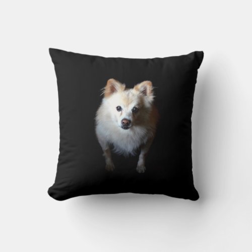 Pomeranian Dog in Dark Pillow