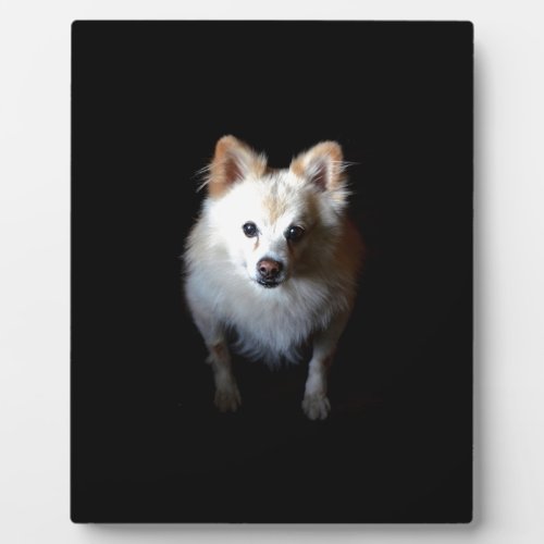 Pomeranian Dog in Dark Plaque