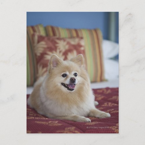 Pomeranian dog in pet friendly hotel room postcard