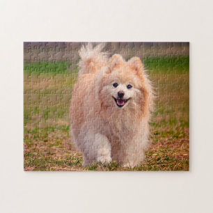 Pomeranian Dog. Jigsaw Puzzle