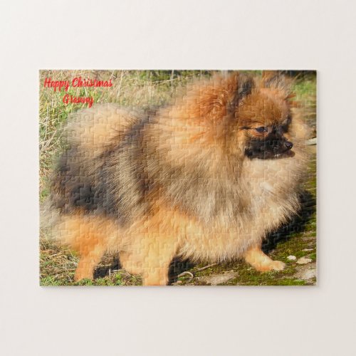 Pomeranian Dog Jigsaw Puzzle