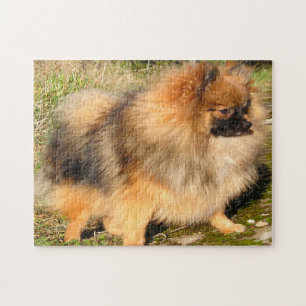 Pomeranian Dog. Jigsaw Puzzle