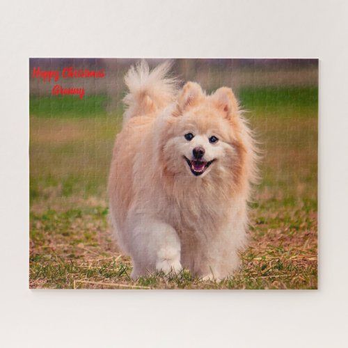 Pomeranian Dog Jigsaw Puzzle