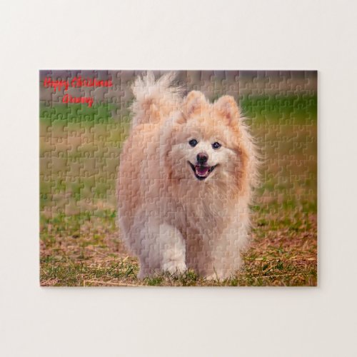 Pomeranian Dog Jigsaw Puzzle