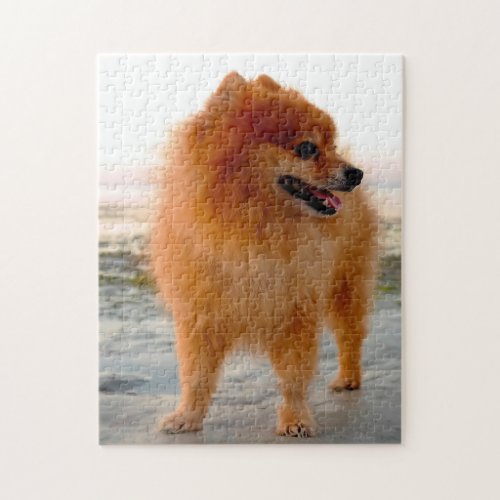 Pomeranian Dog Jigsaw Puzzle