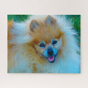 Pomeranian Dog. Jigsaw Puzzle