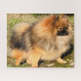 Pomeranian Dog. Jigsaw Puzzle