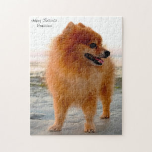 Pomeranian Dog. Jigsaw Puzzle