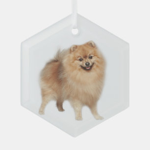 Pomeranian Dog Pet Animal  Glass Ornament