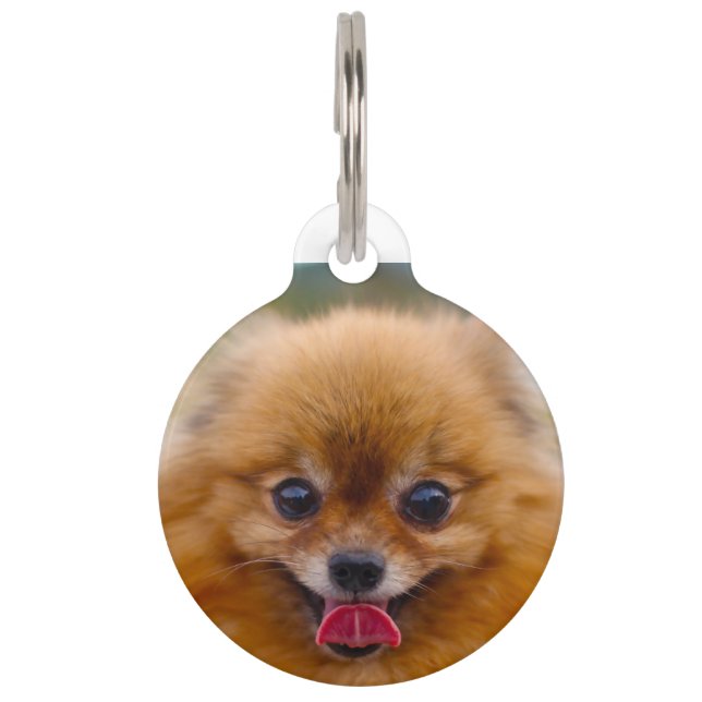 Pomeranian Dog. Pet ID Tag (Front)