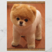 Pomeranian Dog Pet Puppy Small Adorable baby (Front)