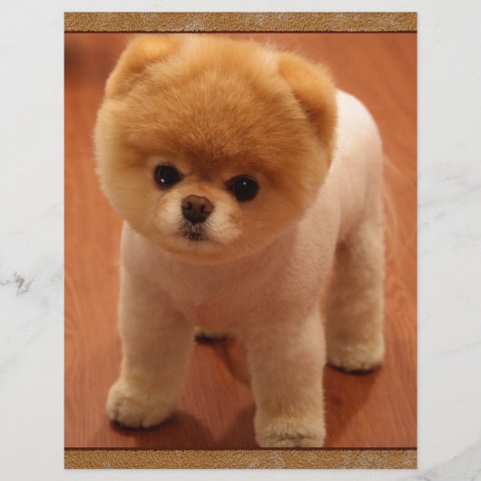 Pomeranian Dog Pet Puppy Small Adorable baby (Front)