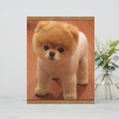 Pomeranian Dog Pet Puppy Small Adorable baby (Standing Front)