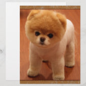 Pomeranian Dog Pet Puppy Small Adorable baby (Front/Back)