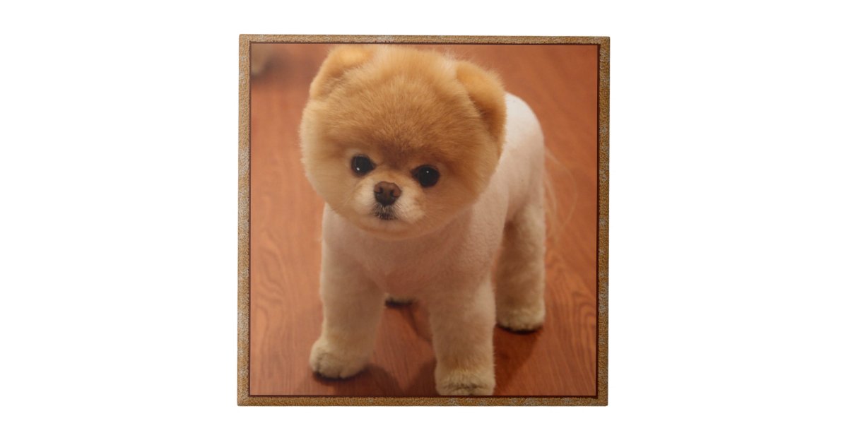 Pomeranian Dog Pet Puppy Small Adorable Baby Tile Zazzle Com