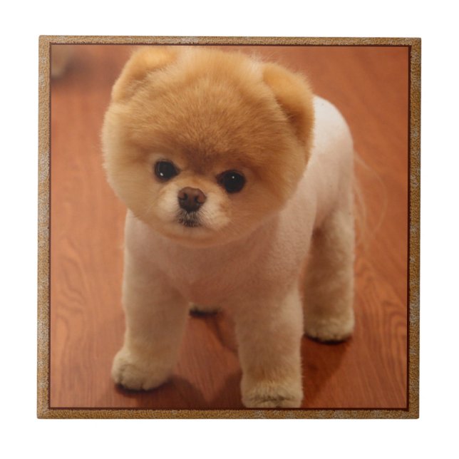 Pomeranian Dog Pet Puppy Small Adorable baby Tile (Front)