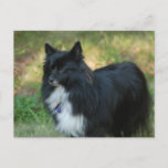 Pomeranian Dog Postcard