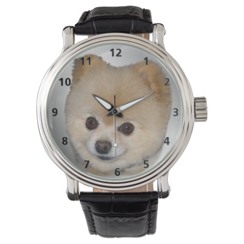 Pomeranian Dog Watch