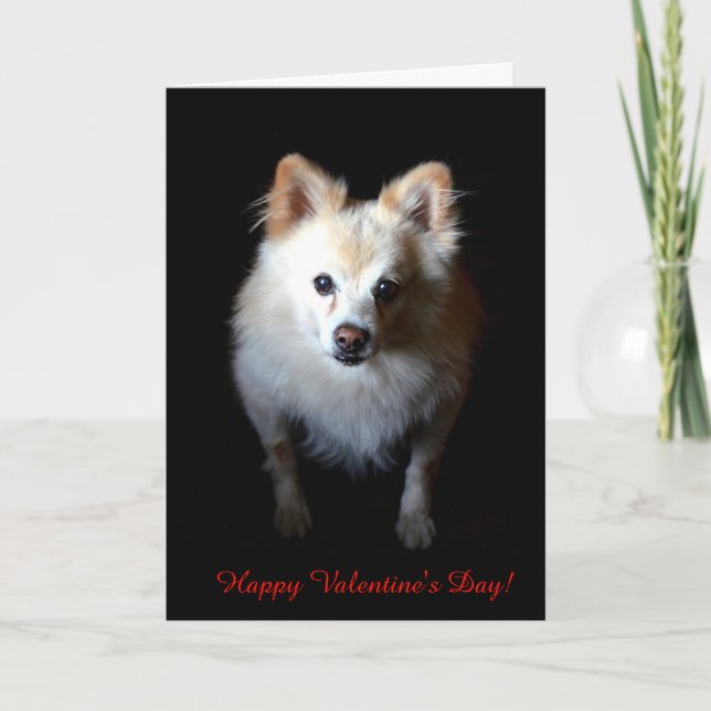 Pomeranian Dog Wishing Happy Valentine's day Card (Front)