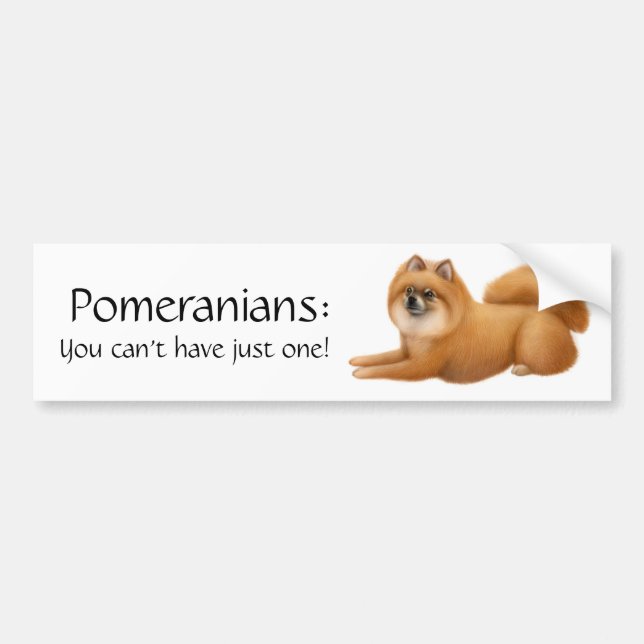 Pomeranian Dogs Bumper Sticker (Front)