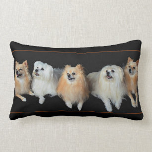 pomeranian pillow