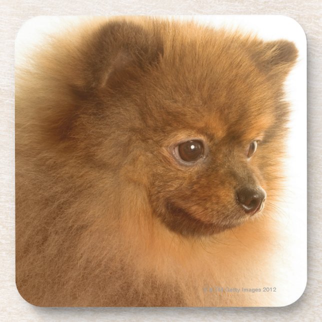 Pomeranian Drink Coaster (Front)