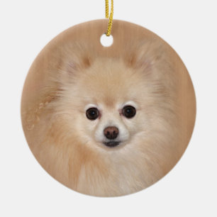 Pomeranian face ceramic ornament
